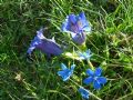 Gentiana acaulis